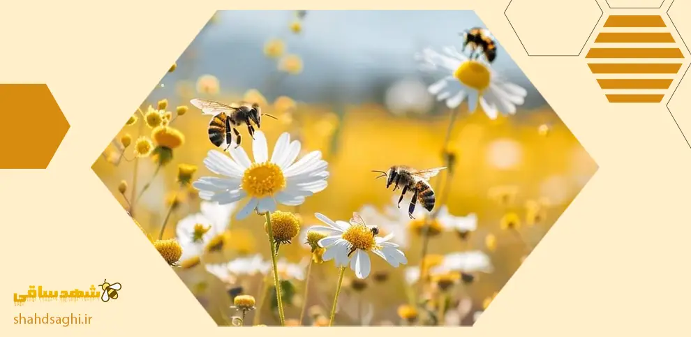 بهترین عسل دیابتی ها