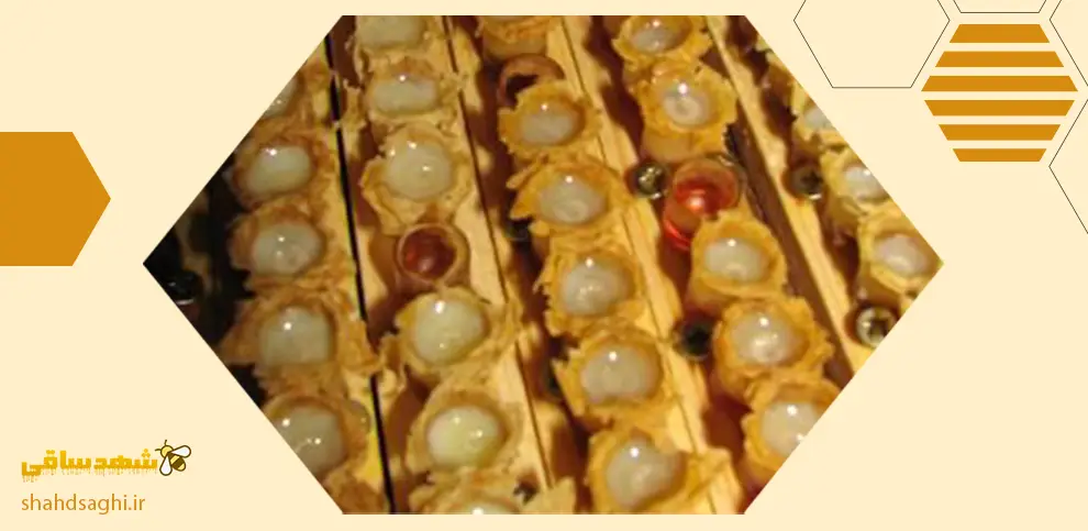نگهداری از رویال